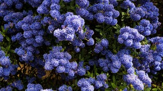 Immergrüne Sträucher wie die Säckelblume (Ceanothus) machen den Garten erst so richtig schön