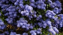 Immergrüne Sträucher wie die Säckelblume (Ceanothus) machen den Garten erst so richtig schön