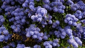 Immergrüne Sträucher wie die Säckelblume (Ceanothus) machen den Garten erst so richtig schön