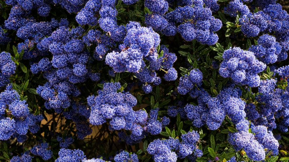 Immergrüne Sträucher wie die Säckelblume (Ceanothus) machen den Garten erst so richtig schön