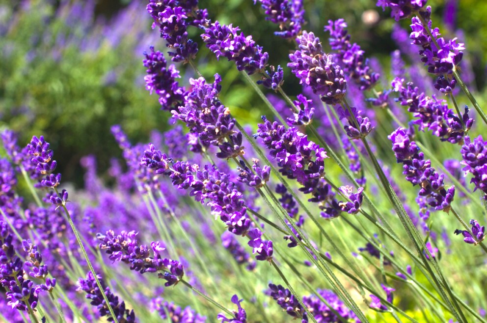 Lavender is not only appealing for its scent, but it is also very durable