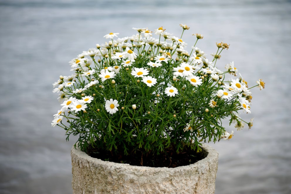 Daisies require a lot of water but reward us with many flowers