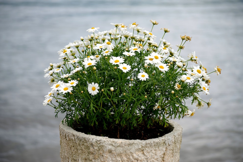 Margeriten brauchen viel Wasser, belohnen uns dafür aber auch mit vielen Blüten