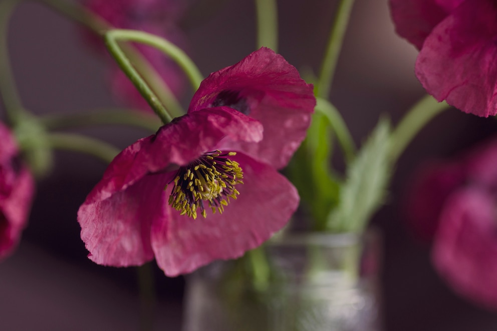 Damit Mohn in der Vase länger frisch bleibt, kann man die Stiele versiegeln