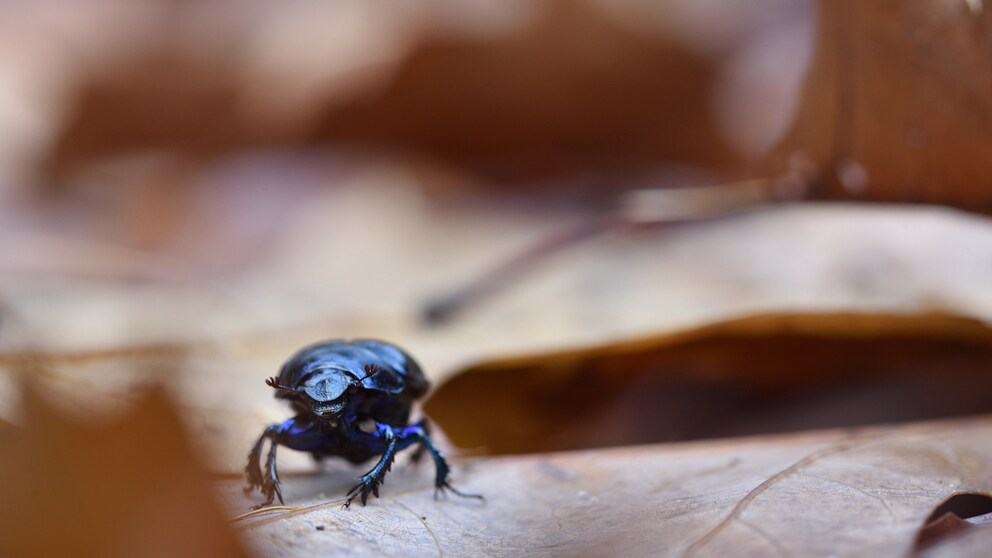 Auch im Garten kann einem der Ölkäfer über den Weg laufen