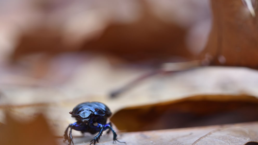 Auch im Garten kann einem der Ölkäfer über den Weg laufen