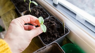 Pflanzen im März auf der Fensterbank vorziehen