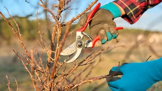 Im März ist es Zeit, Rosen zurückzuschneiden. Auch Lavendel und andere Stauden erhalten nun einen verjüngenden Schnitt