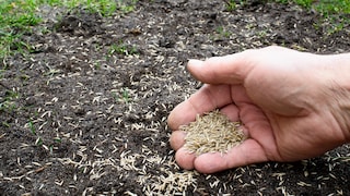 Rasen zu säen gehört zu den wichtigen Aufgaben im Frühjahr bei der Rasenpflege, aber bitte noch nicht im März
