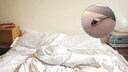 Silberfische im Bett