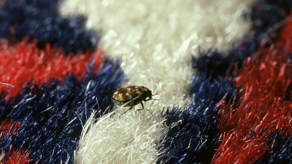 Teppichkäfer (Anthrenus scrophulariae) verursachen Schäden an Textilien und können Allergien auslösen