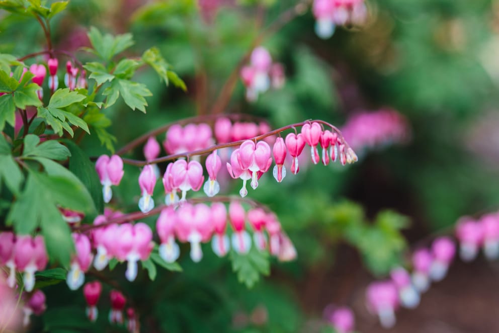 The Bleeding Heart is a real eye-catcher in the garden or on the balcony.