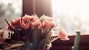 Damit Tulpen m&ouml;glichst lange frisch aussehen, sollte man schon beim Kauf auf einige Merkmale achten