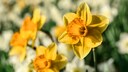Osterglocken blühen ihrem Namen entsprechend rund um Ostern. Aber gibt es eigentlich einen Unterschied zwischen Osterglocken und Narzissen?