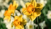 Osterglocken blühen ihrem Namen entsprechend rund um Ostern. Aber gibt es eigentlich einen Unterschied zwischen Osterglocken und Narzissen?