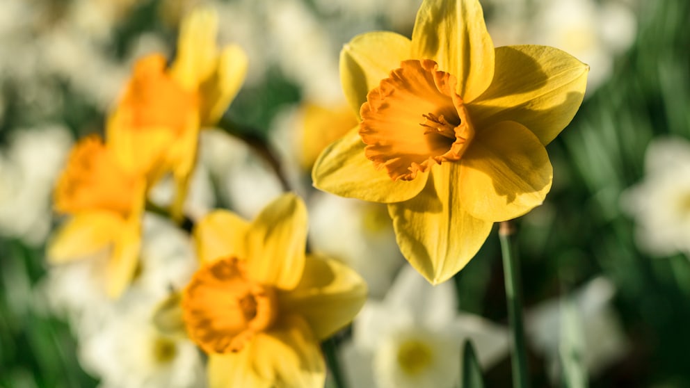 Osterglocken blühen ihrem Namen entsprechend rund um Ostern. Aber gibt es eigentlich einen Unterschied zwischen Osterglocken und Narzissen?