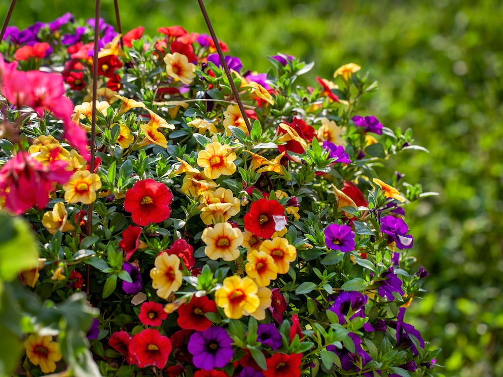 Das Zauberglöckchen zaubert im wahrsten Sinne des Wortes Farbe in den Garten und auf den Balkon