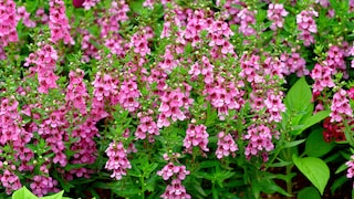 Angelonia Angustifolia