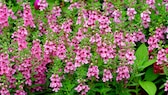 Angelonia Angustifolia