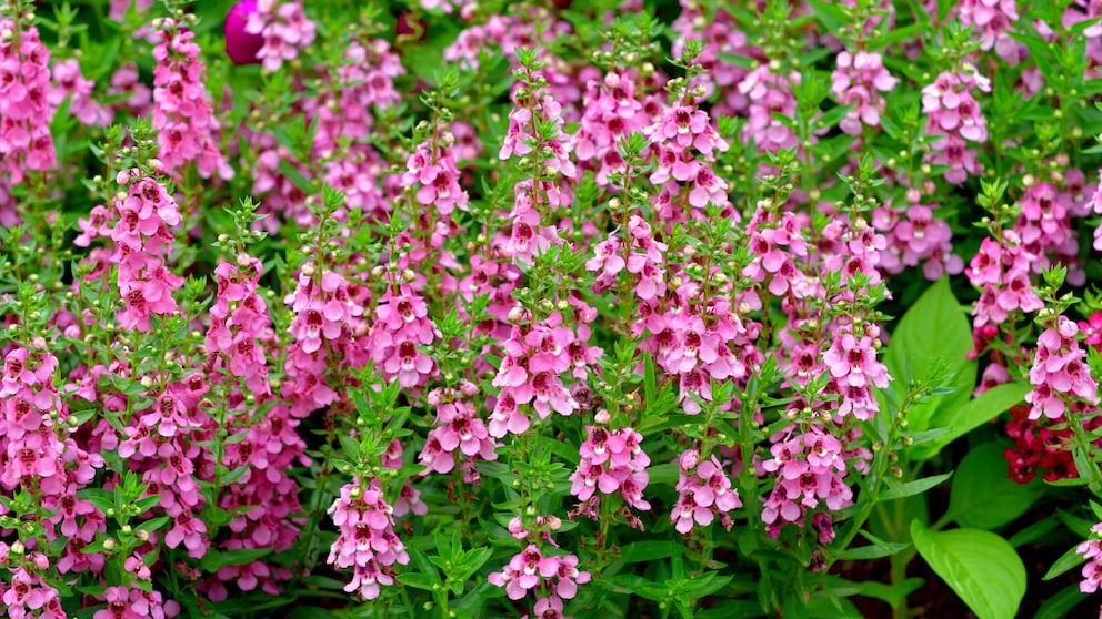 Angelonia Angustifolia