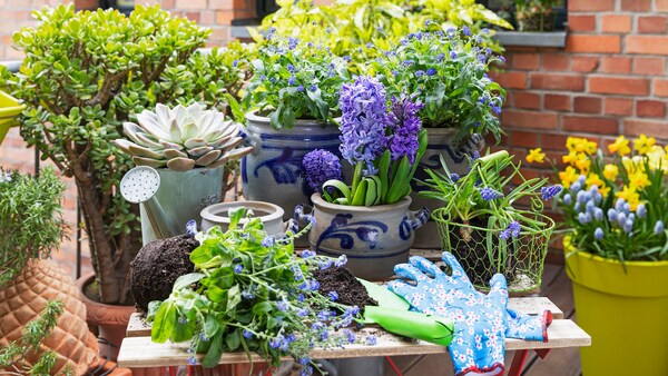 Balkon bepflanzen Wann ist der richtige Zeitpunkt?