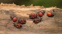 Die Muster der Feuerwanzen können viele verschiedene Variationen aufweisen