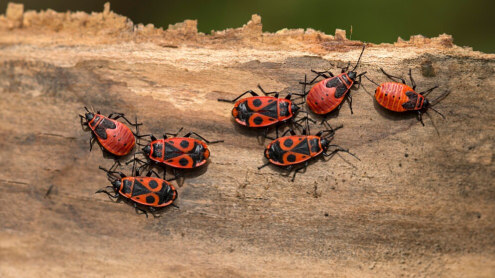 Die Muster der Feuerwanzen können viele verschiedene Variationen aufweisen