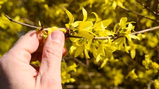 Für eine üppige Blütenpracht und die optimale Pflege sollten einige Gehölze noch jetzt im April geschnitten werden
