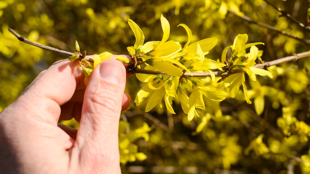 Für eine üppige Blütenpracht und die optimale Pflege sollten einige Gehölze noch jetzt im April geschnitten werden