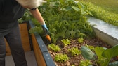 Möhren und Pflücksalat muss man nicht pikieren. Dieses Gemüse sollte bereits mit Abstand an seinen Platz gepflanzt werden.