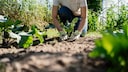 Gestaffelte Aussaat im Garten