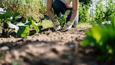 Gestaffelte Aussaat im Garten