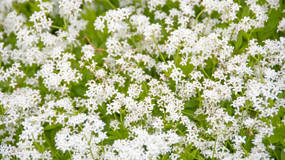 Waldmeister essbarer Bodendecker