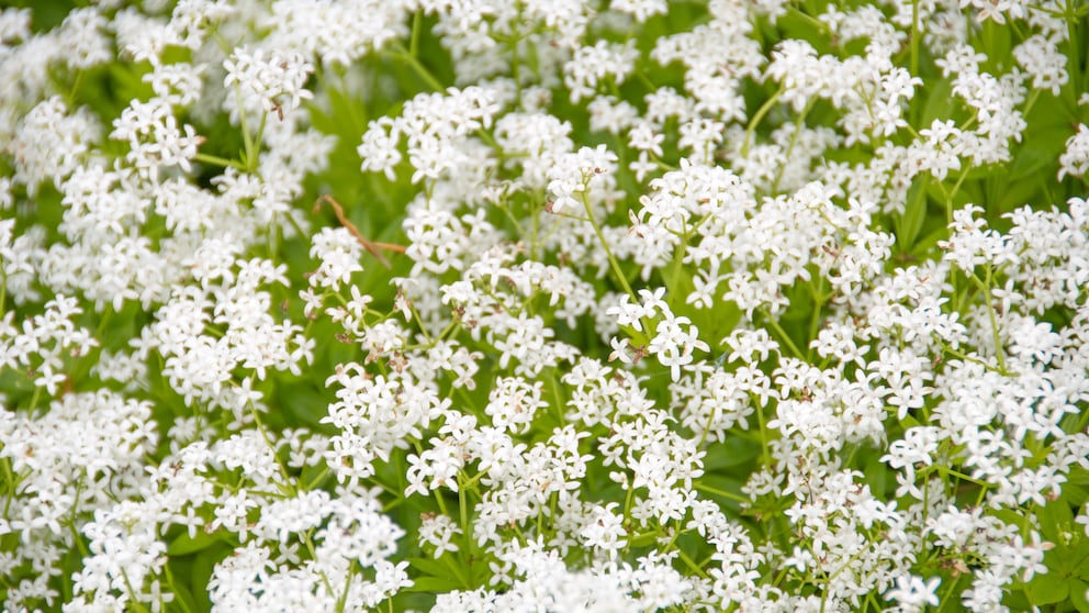 Waldmeister essbarer Bodendecker