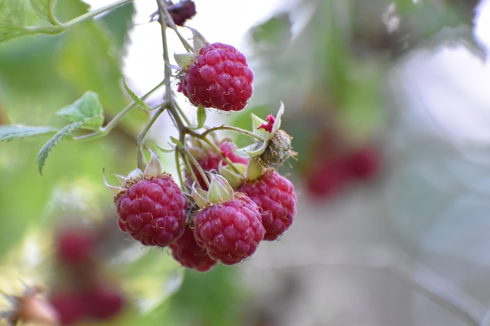 Wildhimbeere essbare Bodendecker