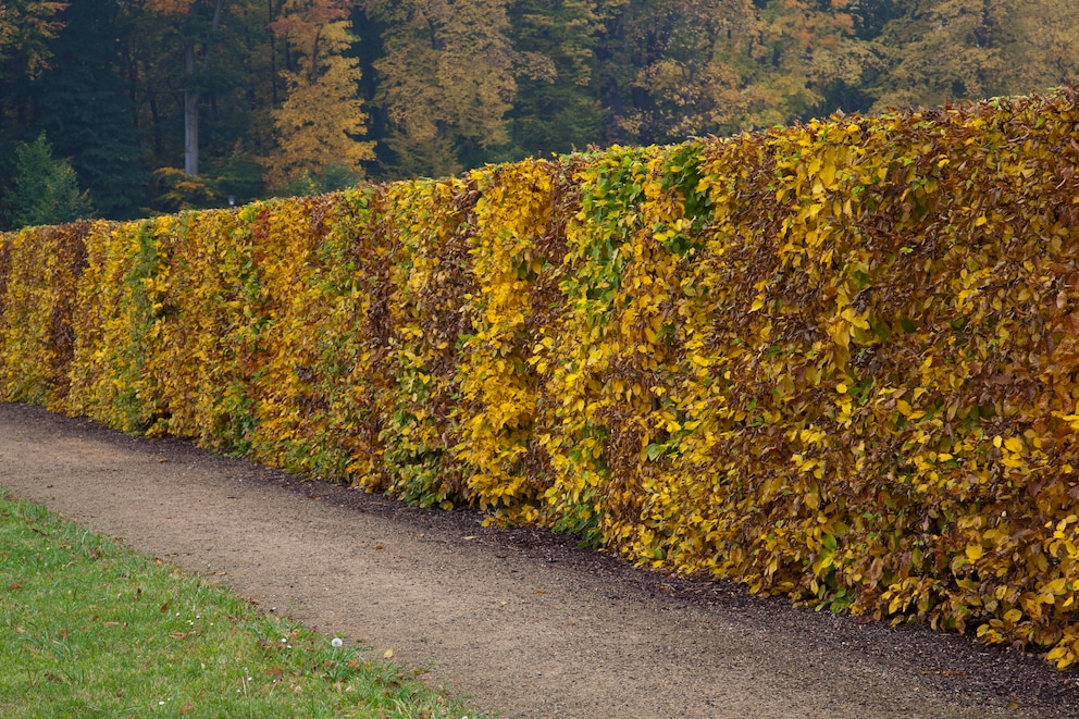 Buchenhecke mit Herbstfarbung