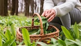 Bei einem Spaziergang findet man am Wegesrand das ein oder andere Mal Kräuter. Einen ganzen Korb sollte man aber nicht sammeln