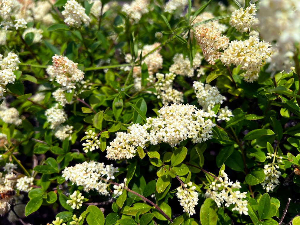 Liguster während der Blüte