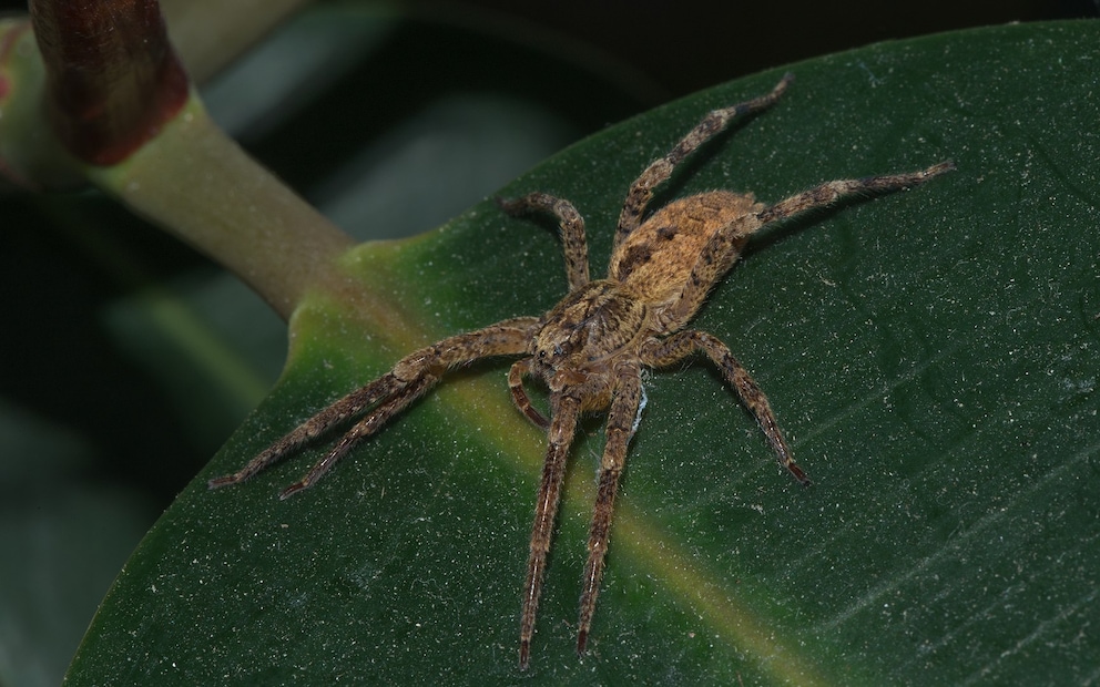 Nosferatu-Spinne Breitet Sich Weiter In Deutschland Aus