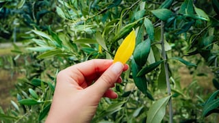 Färben sich die Blätter des Olivenbaums gelb, hängt das meist mit einer falschen Pflege zusammen