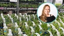 Gartencenter und Baumärkte bieten viele günstige Stecklinge und Jungpflanzen an