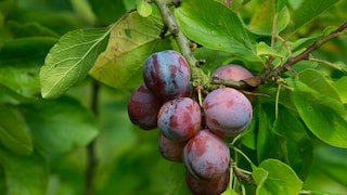 Pflaume