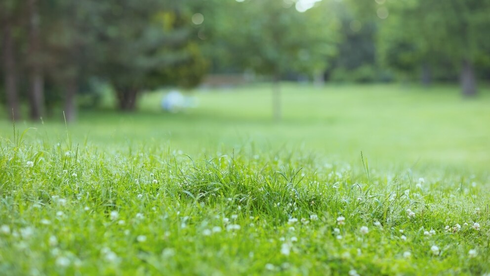 Spätestens im April sollte man seinen Rasen düngen