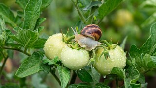Schnecken können im Garten zum echten Problem werden, Haferflocken können helfen