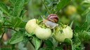 Schnecken können im Garten zum echten Problem werden, Haferflocken können helfen