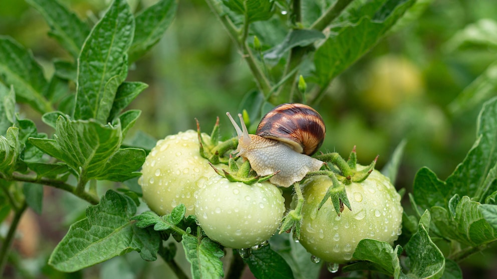 Schnecken können im Garten zum echten Problem werden, Haferflocken können helfen