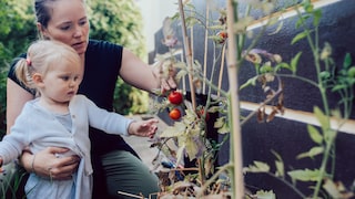 Tomaten aus dem eigenen Garten schmecken am besten. Allerdings sollten sie auch optimal wachsen. Es ist möglich, das Wachstum von Tomaten zu beschleunigen.