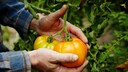 Tomaten veredeln