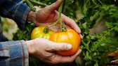 Tomaten veredeln