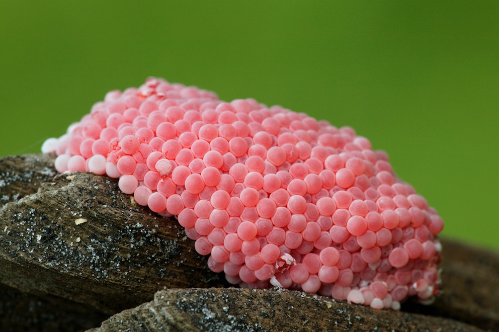Die Eier der Apfelschnecke sind in einem auffälligem Pink gefärbt und aus diesem Grund gut zu erkennen